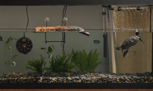 5 Things Every Turtle Owner Should Have in Their Setup - Woonona Petfoods