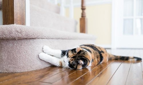 5 Tips To Stop Cats From Scratching Furniture - Woonona Petfoods