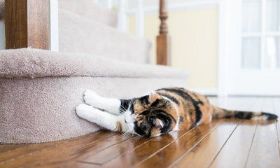 5 Tips To Stop Cats From Scratching Furniture - Woonona Petfood & Produce