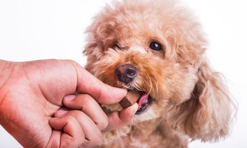 8 Supplements that Promote Health in Your Pet - Woonona Petfoods