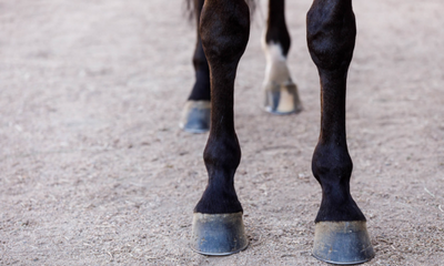 How to Keep Your Horse’s Hooves Healthy