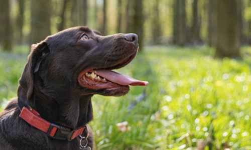 Should I Use a Dog Collar or Harness?