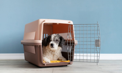 How to Choose the Right Pet Carrier for Your Animal