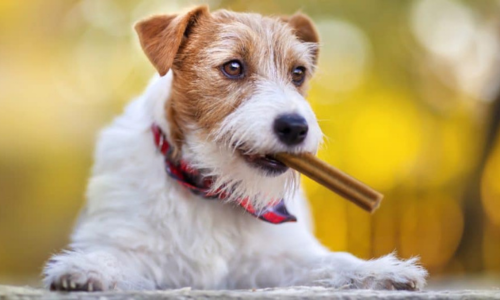 Do Dental Treats for Dogs Really Work?