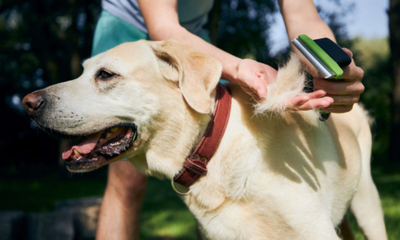 Grooming and Flea Protection Tips for Hot Weather
