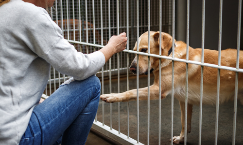 From Shelter to Forever Home: Helping Rescue Pets Settle In