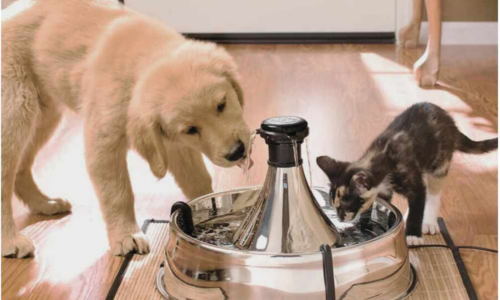 Importance of Hydration for Pets
