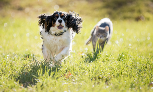 NSW Set to Strengthen Animal Welfare Laws: What Pet Owners Need to Know