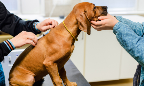 How Do Dogs Get Kennel Cough?