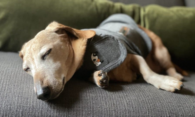 The Benefits of Using a Thundershirt for Your Pet