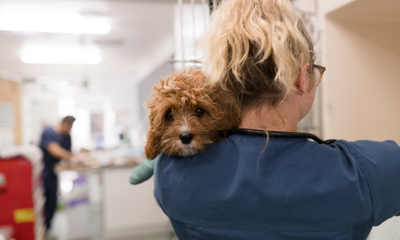 How to Make Vet Visits Less Stressful for Dogs and Cats