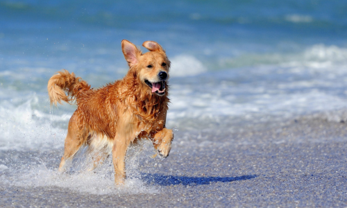 Beach Safety for Dogs in Summer: What Every Owner Should Know