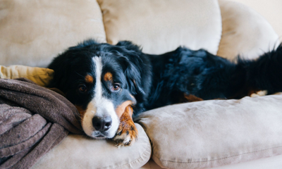 How to Prepare Your Pets for New Year’s Eve Fireworks