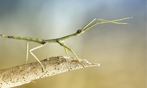 A Guide to Caring for Stick Insects - Woonona Petfoods