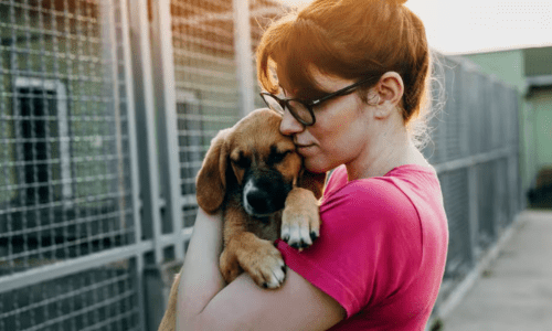 Adopting a Rescue: What to Expect and How to Prepare - Woonona Petfoods