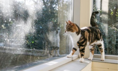 Allergic to Cats? Here's What You Need to Consider Before Bringing One Home - Woonona Petfoods