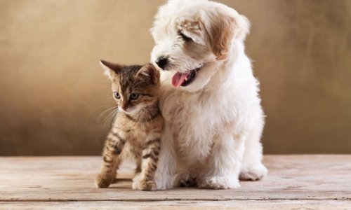Am I ready to adopt a pet? - Woonona Petfoods