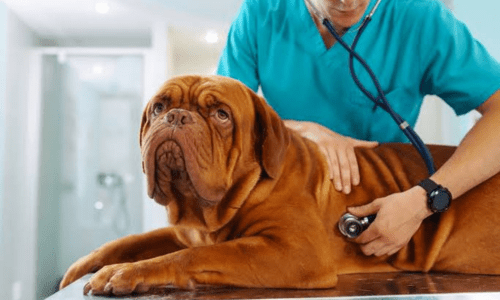 Are E-Scripts the Future of Veterinary Care in Australia? - Woonona Petfoods