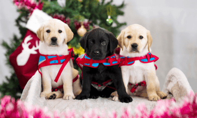 Assistance Dogs Australia And How You Can Support Them This Christmas - Woonona Petfoods