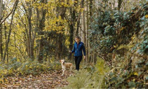 Australian Bushwalks and Beach Days: Keeping Your Pet Safe Outdoors - Woonona Petfood & Produce