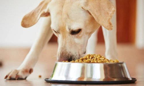 Australian-Made Pet Foods: Ensuring Quality and Supporting Local - Woonona Petfoods