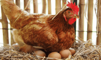 Australia’s Egg Shortage: Why Backyard Chickens Are Making a Comeback - Woonona Petfoods