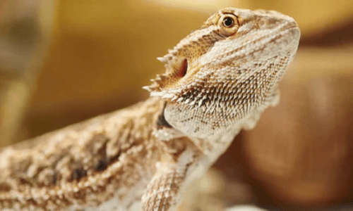 Beginner-friendly reptiles: What to know before you buy - Woonona Petfoods