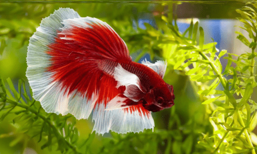 Best Fish for Small Aquariums: A Guide for Beginners - Woonona Petfood & Produce