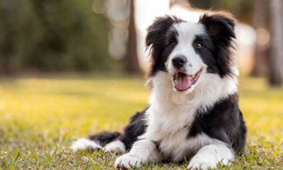 Border Collie Blog