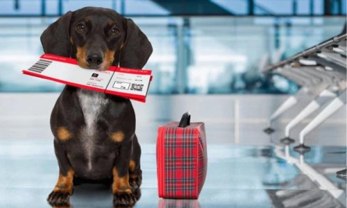 Breaking News: Virgin Australia to Allow Pets on Domestic Flights! - Woonona Petfoods