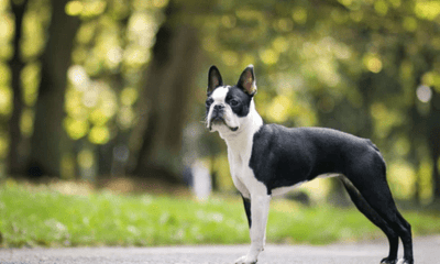 Breed Spotlight: Boston Terriers - Woonona Petfoods