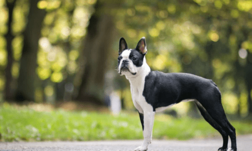 Breed Spotlight: Boston Terriers - Woonona Petfoods