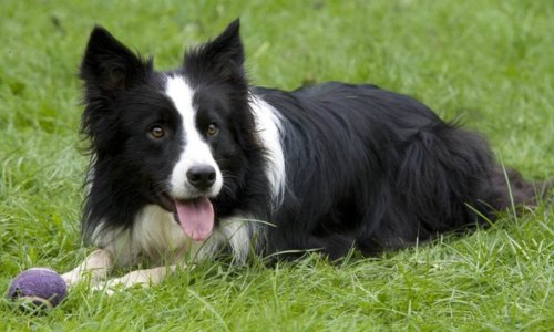 Breed Spotlight: The Border Collie - Woonona Petfoods
