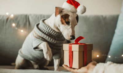 Budget-Friendly Gift Ideas for Pets (That They’ll Actually Love) - Woonona Petfoods