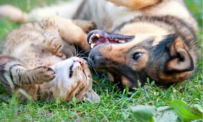 Can dogs and cats coexist? - Woonona Petfood & Produce