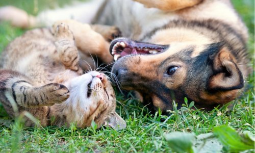 Can dogs and cats coexist? - Woonona Petfoods