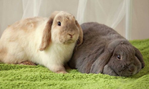 How to Train a Rabbit to Use a Litter Tray - Woonona Petfoods