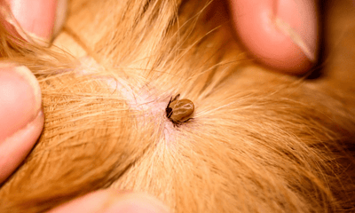Canine Ehrlichiosis: The Growing Tick-Borne Threat in Northern Australia - Woonona Petfoods