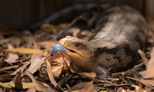 Caring for Blue Tongue Lizards: A Complete Guide for Australian Pet Owners - Woonona Petfoods