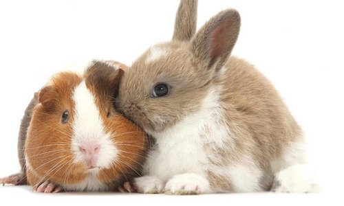 Caring for rabbits and guinea pigs - Woonona Petfoods