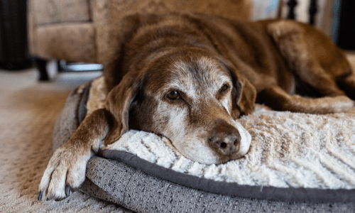 Caring for Senior Pets: A Complete Guide - Woonona Petfoods