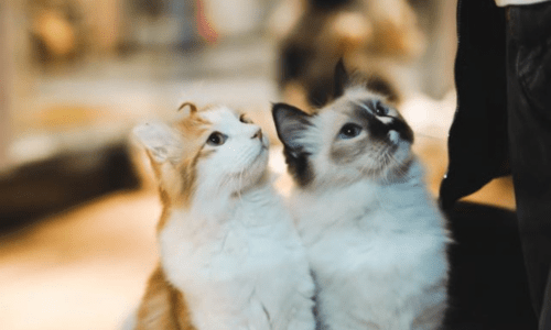 Caring for Vulnerable Kittens: How You Can Help Make a Difference - Woonona Petfoods