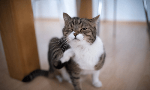 Cat Allergens Explained: Causes, Symptoms and How to Reduce Allergies - Woonona Petfoods