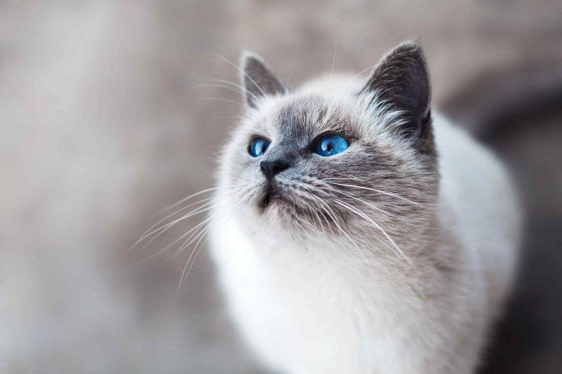 Cat behaviour problems - Woonona Petfoods