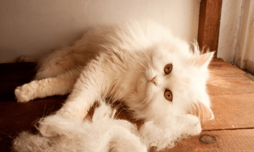 Cat Shedding Explained: How to Manage Fur, Reduce Hair Loss and Keep Your Cat Healthy - Woonona Petfoods