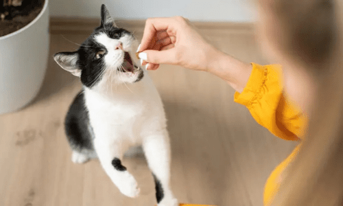 Cat Treats Guide: How to Choose the Best Treats for Your Cat - Woonona Petfoods