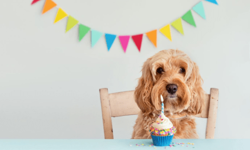 Celebrating Your Dog’s Birthday: Fun, Safe & Memorable Ideas - Woonona Petfoods