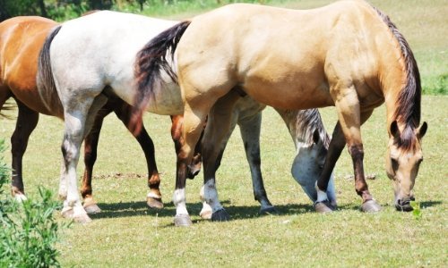 CEN Lupin Pellet - Woonona Petfoods