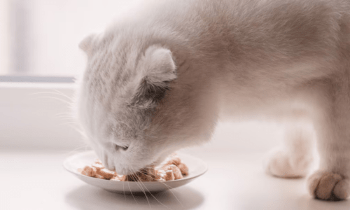 Choosing the Right Cat Bowl: A Complete Guide to Better Feline Feeding - Woonona Petfoods