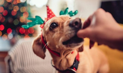 Christmas foods that are toxic for dogs - Woonona Petfood & Produce